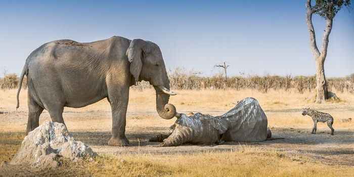 Погребальные обряды у слонов